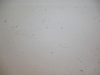 cimg0131